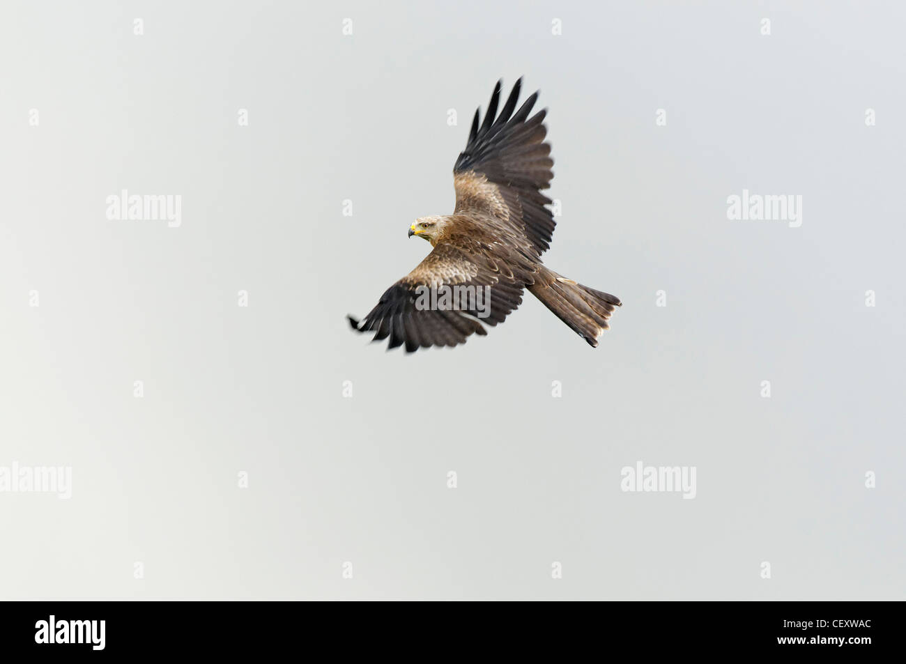 Einen schwarzen Drachen im Flug Stockfoto