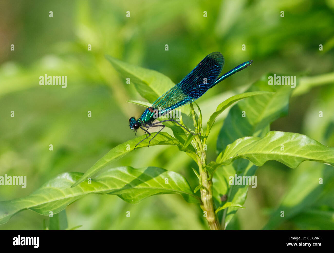 Schöne Prachtlibelle (Calopteryx Virgo) männlich - Damselfly Stockfoto