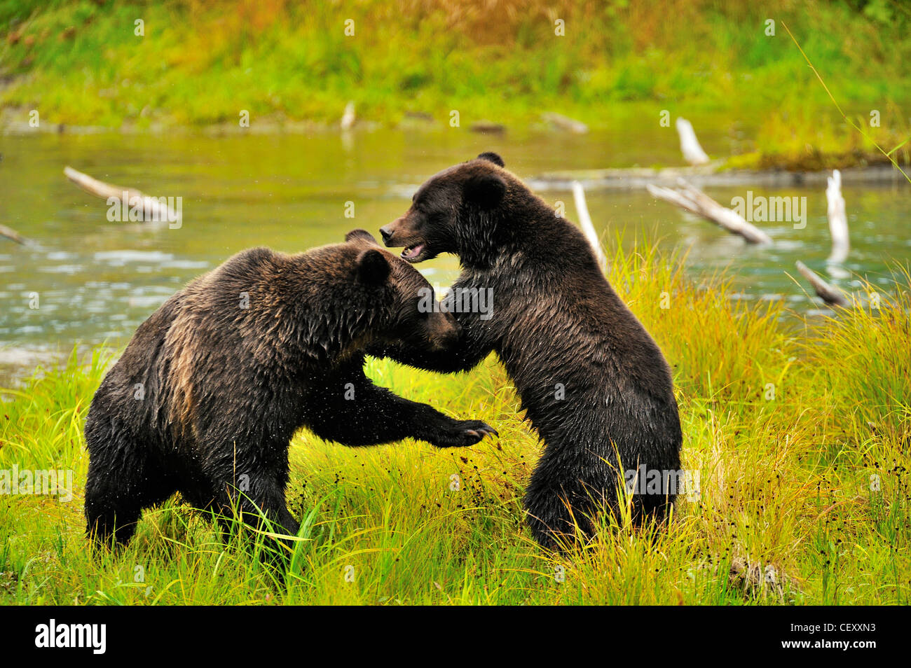 Zwei Grizzly Bären spielen Stockfoto