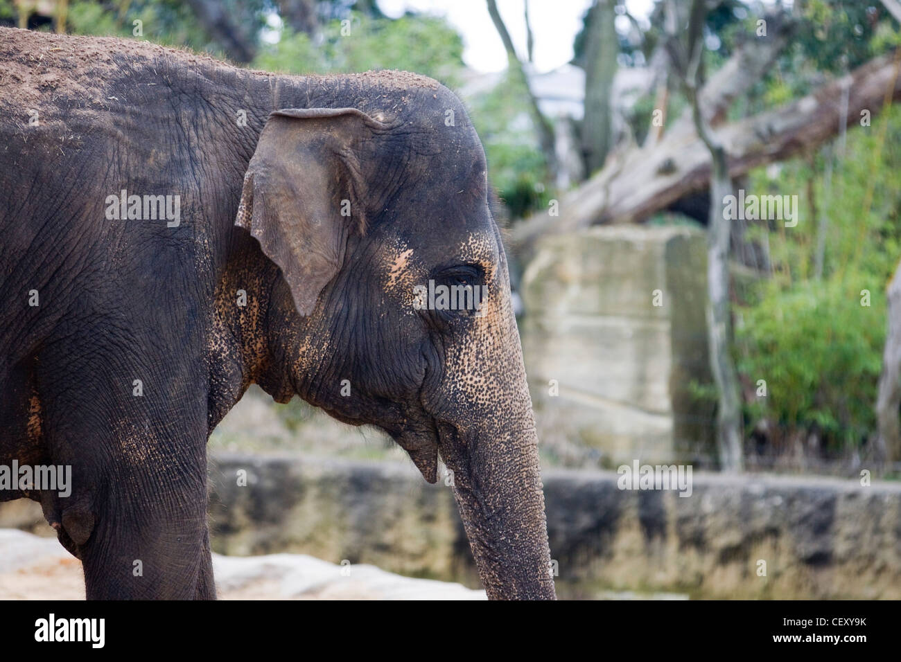 Asiatische Elefanten in Gefangenschaft Elephas maximus Stockfoto