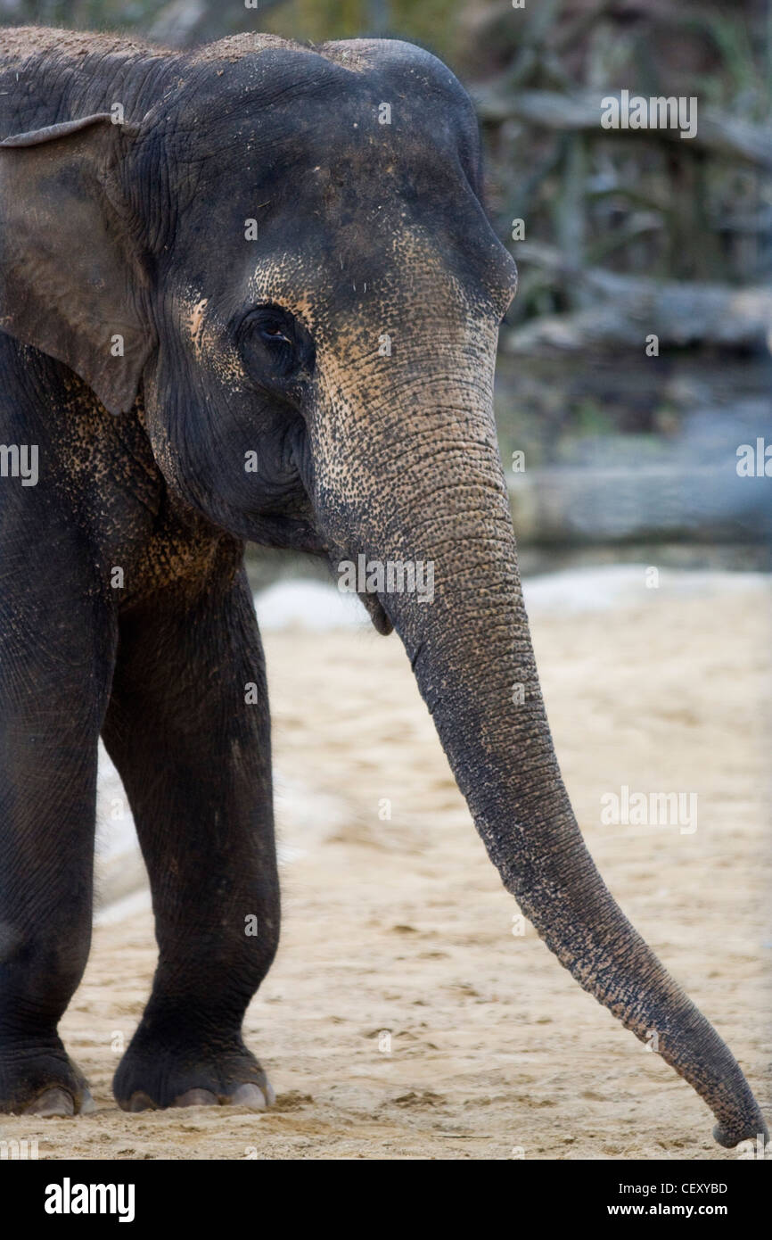Asiatische Elefanten in Gefangenschaft Elephas maximus Stockfoto