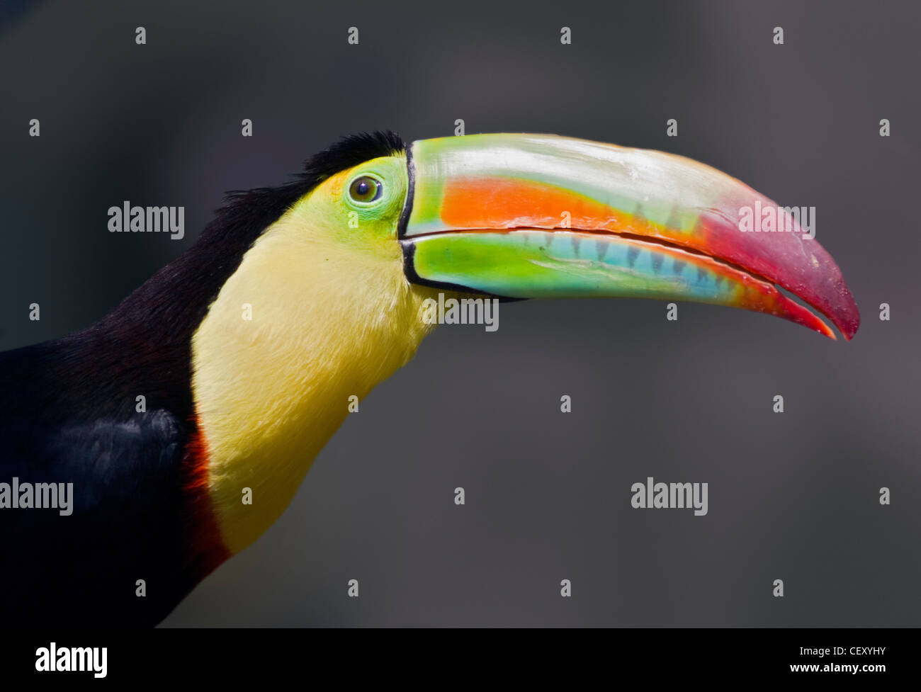 Regenbogen-Billed Toucan (Ramphastos Sulfuratus), auch bekannt als Keel-Billed Tukan, Schwefel-Breasted Toucan Stockfoto