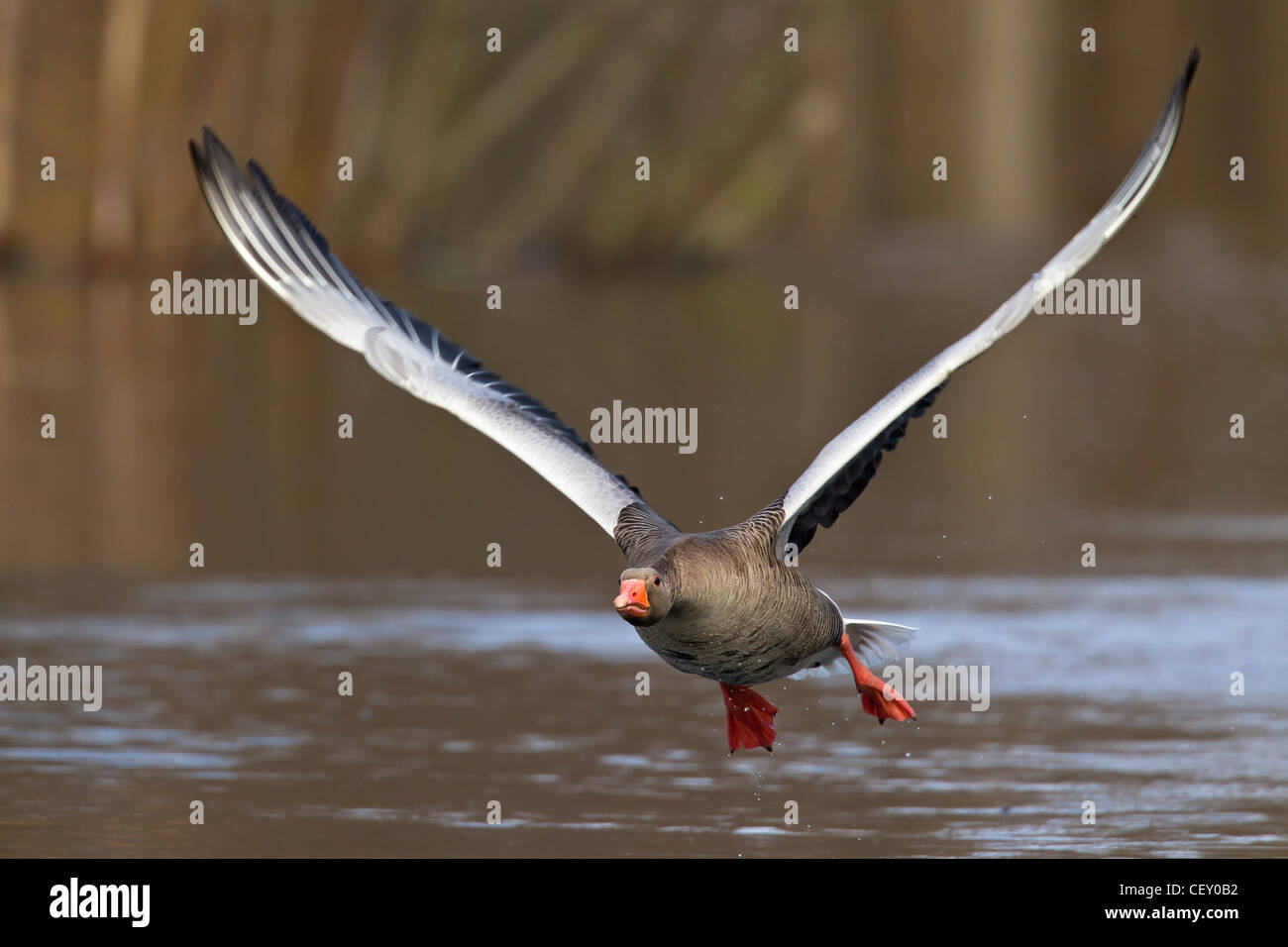 Graugans / Graylag Gans (Anser Anser) ausziehen aus See, Deutschland Stockfoto