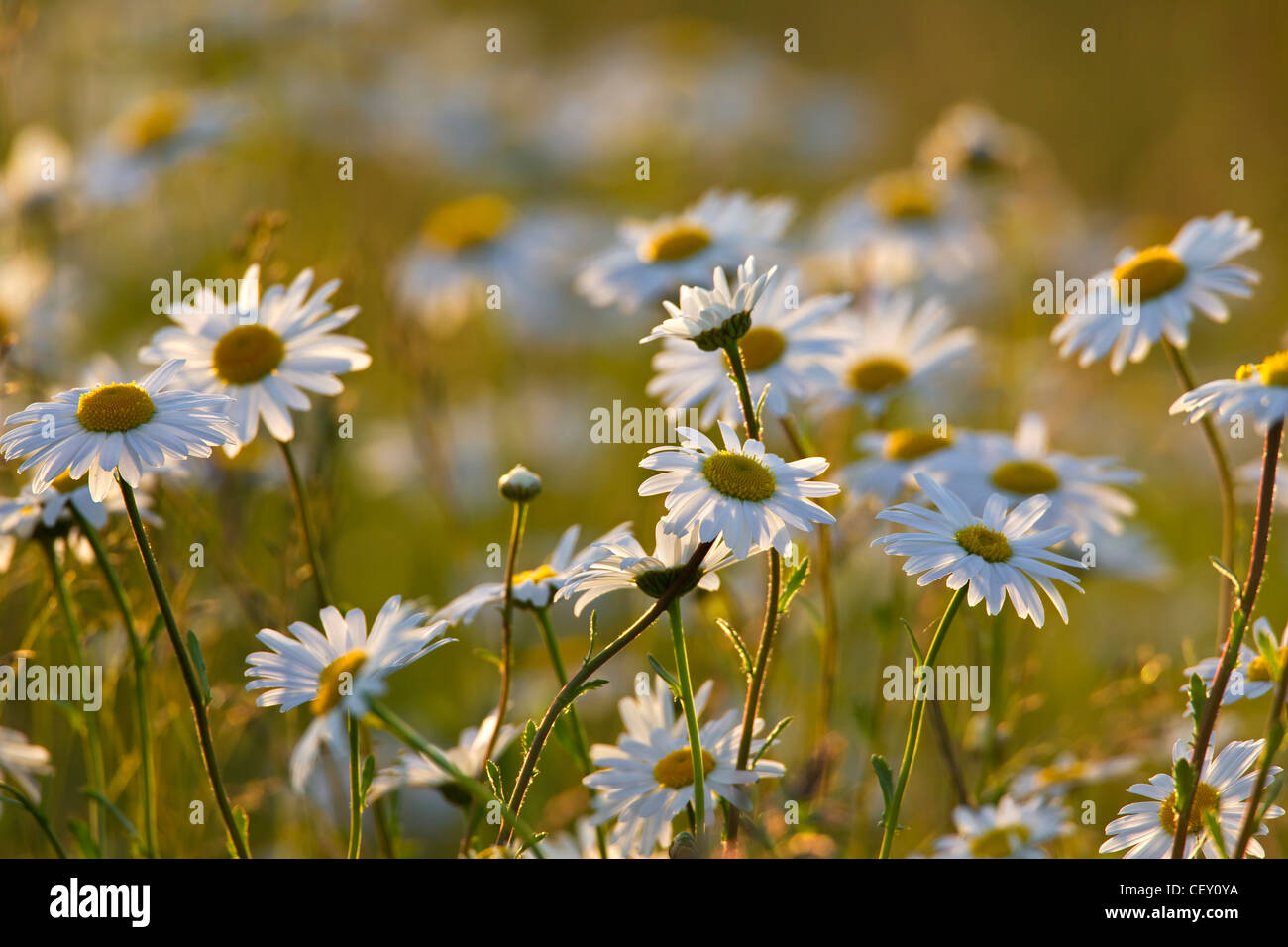 Oxeye Daisy / Ox-Eye Daisy / Mond Margeriten (Leucanthemum Vulgare / Chrysanthemum Leucanthemum) blühende Wiese, Deutschland Stockfoto