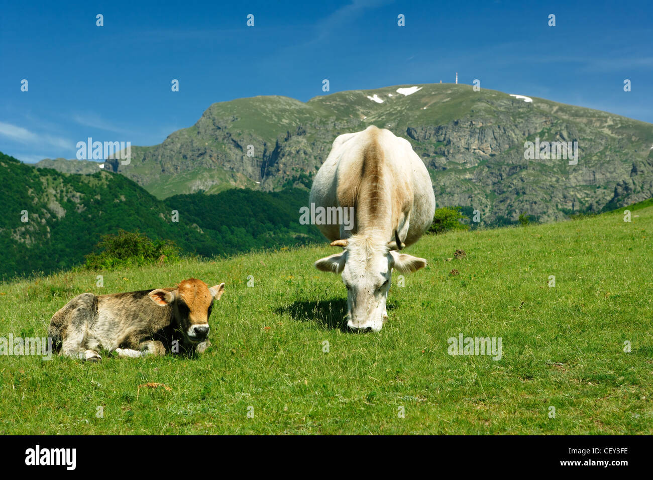 Kuh Weiden mit ihr Kalb im alpinen Hochgebirge Stockfoto