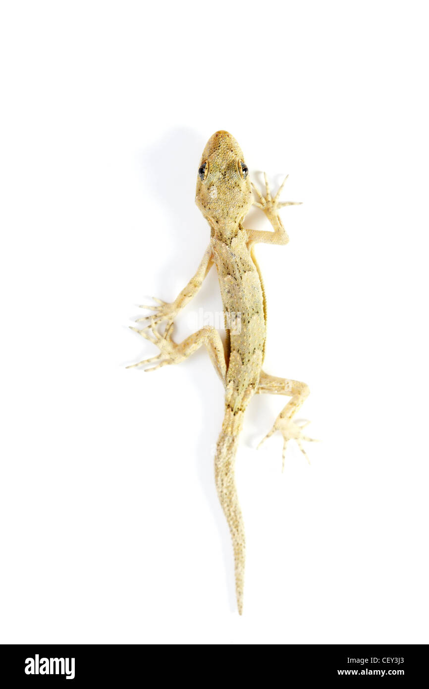 Schleichende Gecko Eidechse isoliert auf weiss Stockfoto