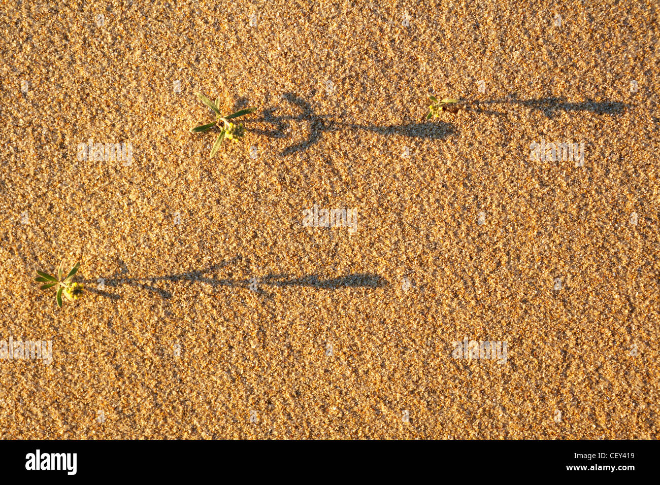 Pflanzen mit Grafik Schatten auf dem sand Stockfoto