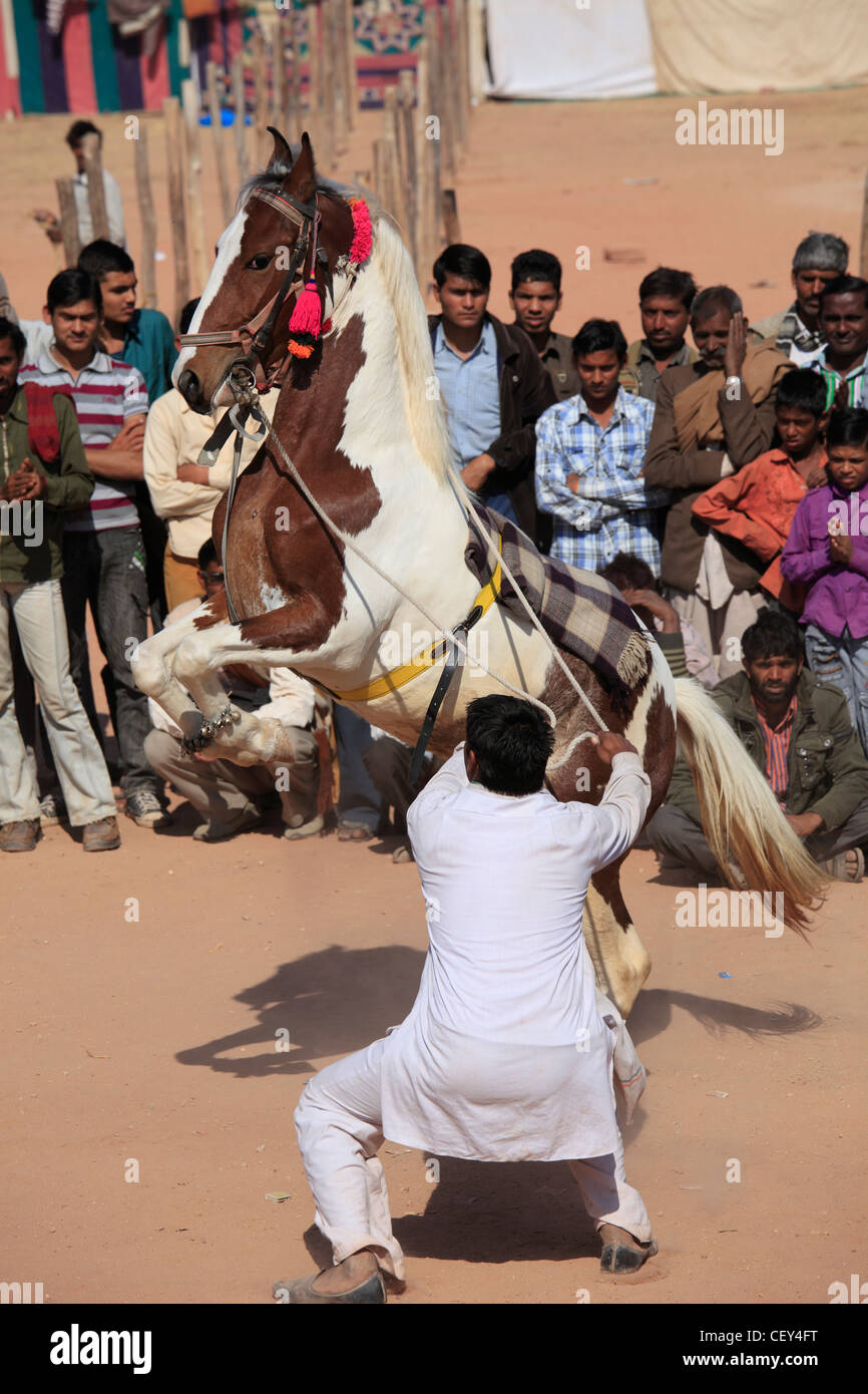 Indien, Rajasthan, Nagaur, Messe, Pferd, tanzen, Stockfoto