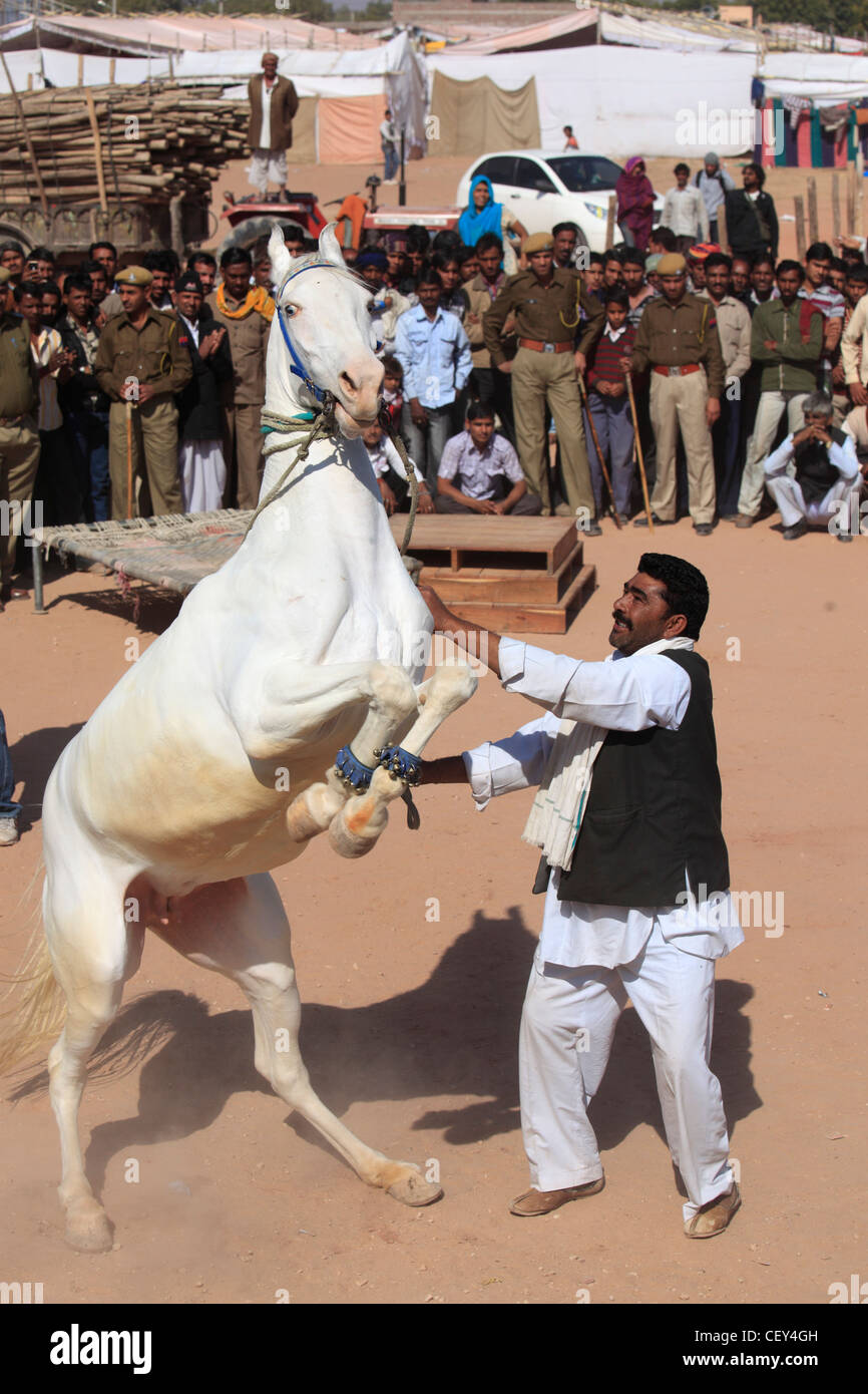 Indien, Rajasthan, Nagaur, Messe, Pferd, tanzen, Stockfoto