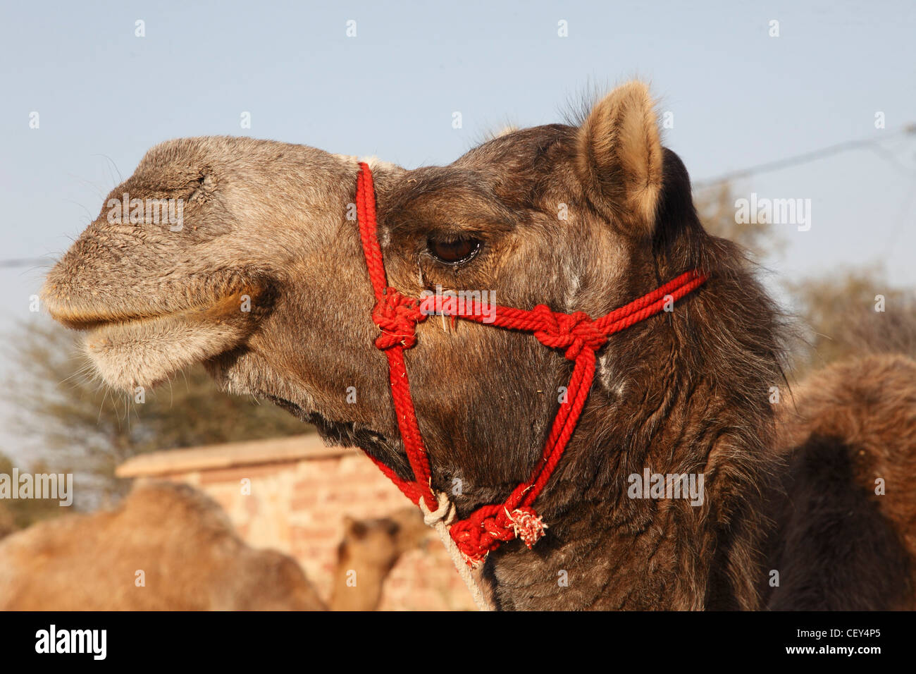 Indien, Rajasthan, Nagaur, Fair, Kamel, Stockfoto