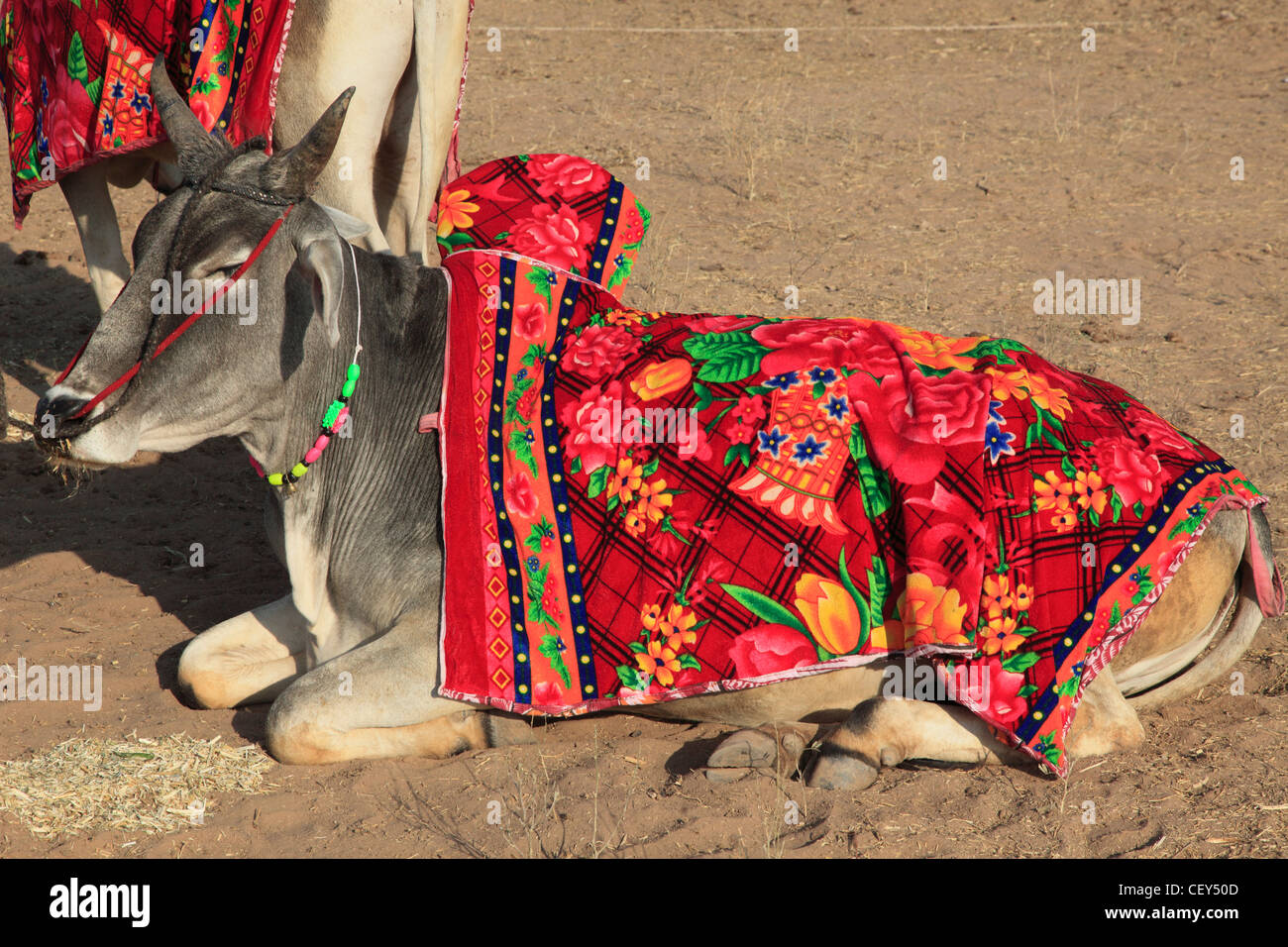 Indien, Rajasthan, Nagaur, Messe, Vieh, heilige Kuh, Stockfoto