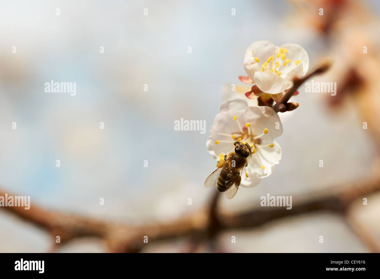 Apricot Blossom mit Biene und schönen Hintergrund Unschärfe Stockfoto