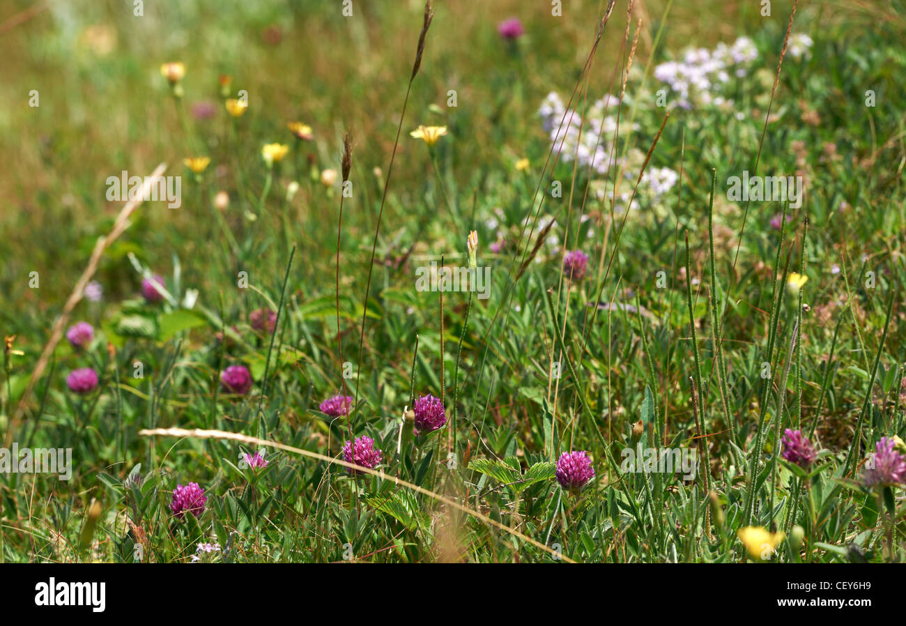Nahaufnahme von Klee und andere Kräuter Sommer Blüten Stockfoto