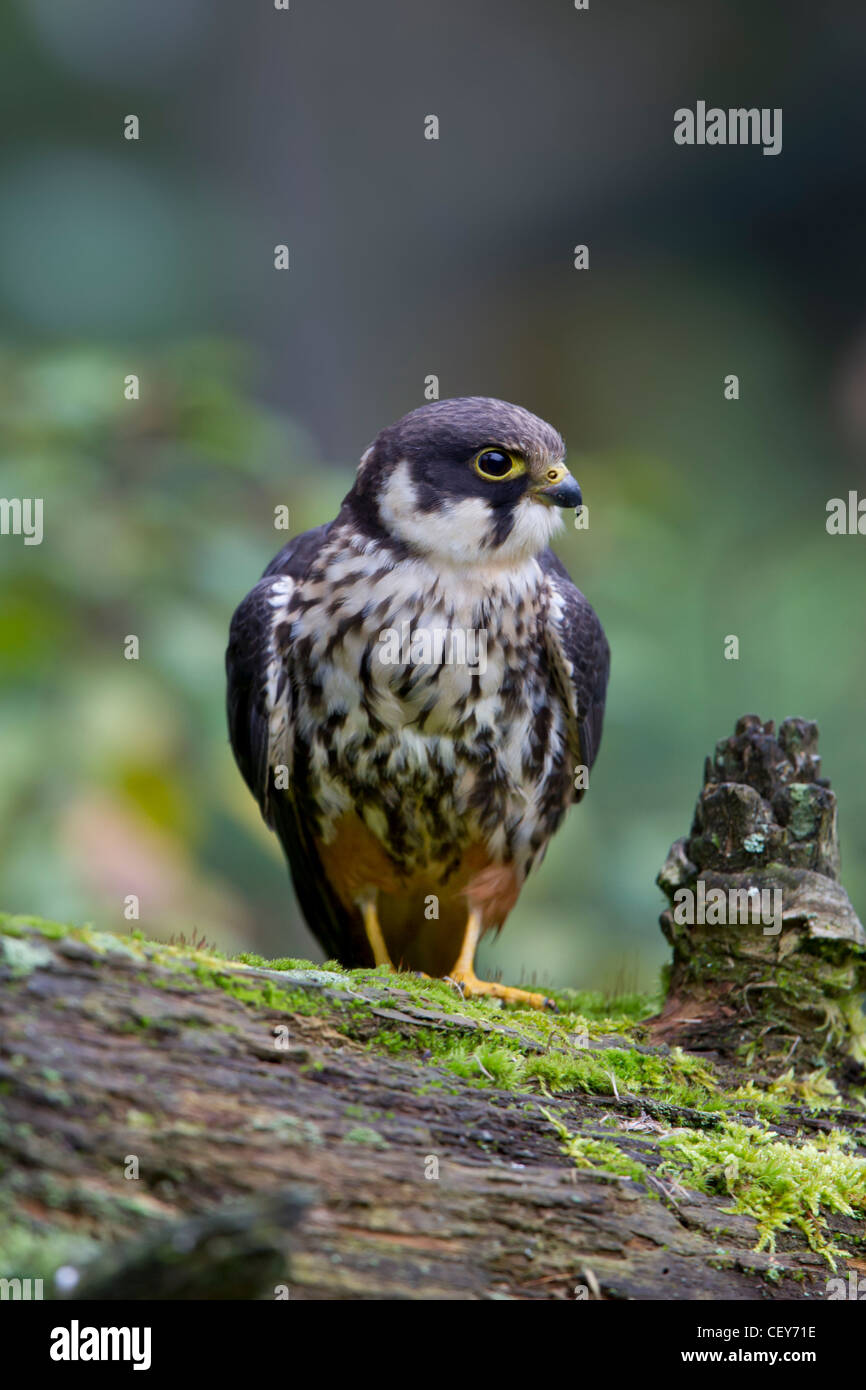 Eurasian Hobby Falco Subbuteo Baumfalke Falke Stockfoto