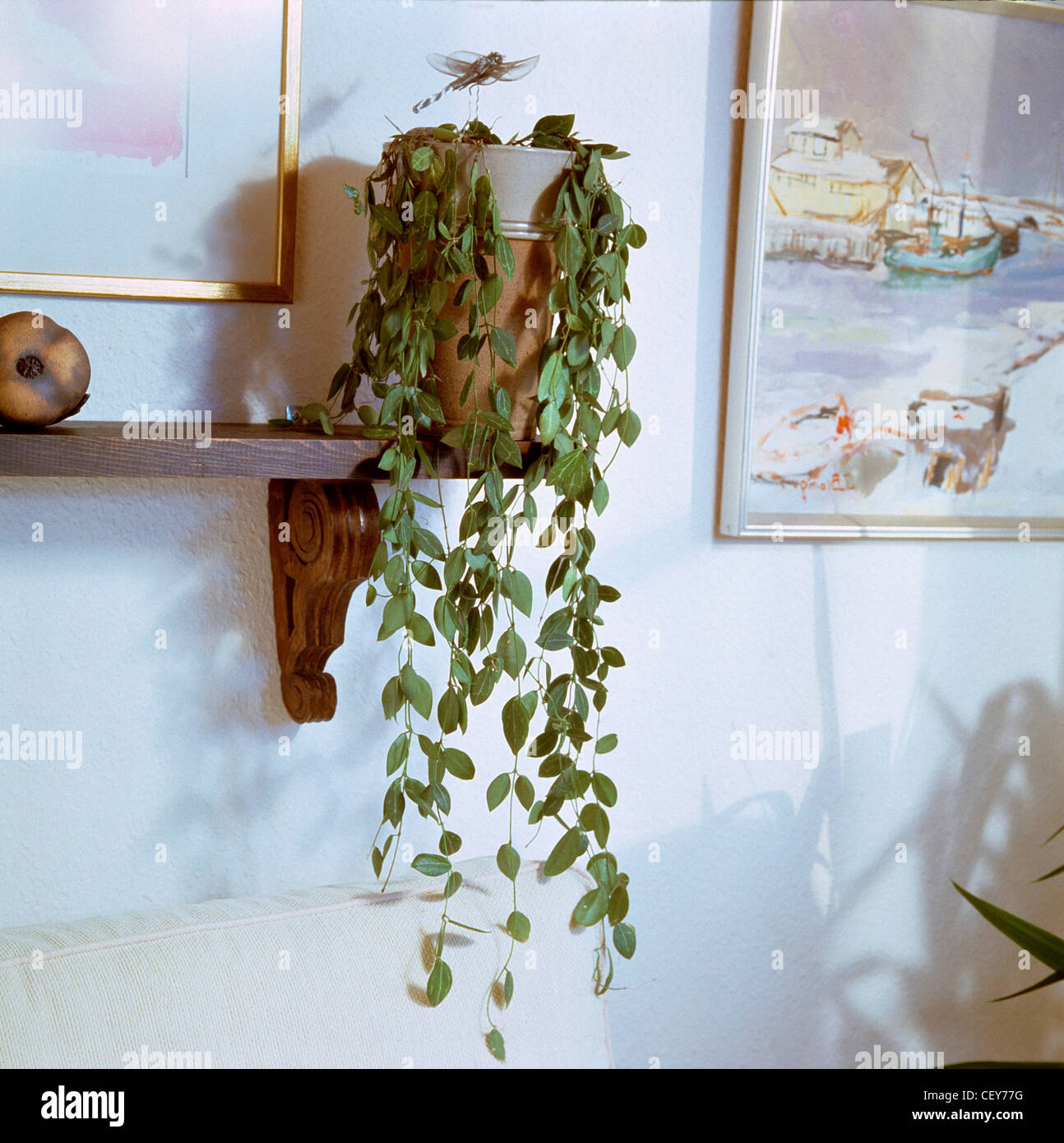 IndoPlants: Eine nachgestellte Hoya Pflanze wächst in einem Terrakotta-Topf auf einem hölzernen Regal eine Libelle-Dekoration, weiße Wand, gerahmt Stockfoto