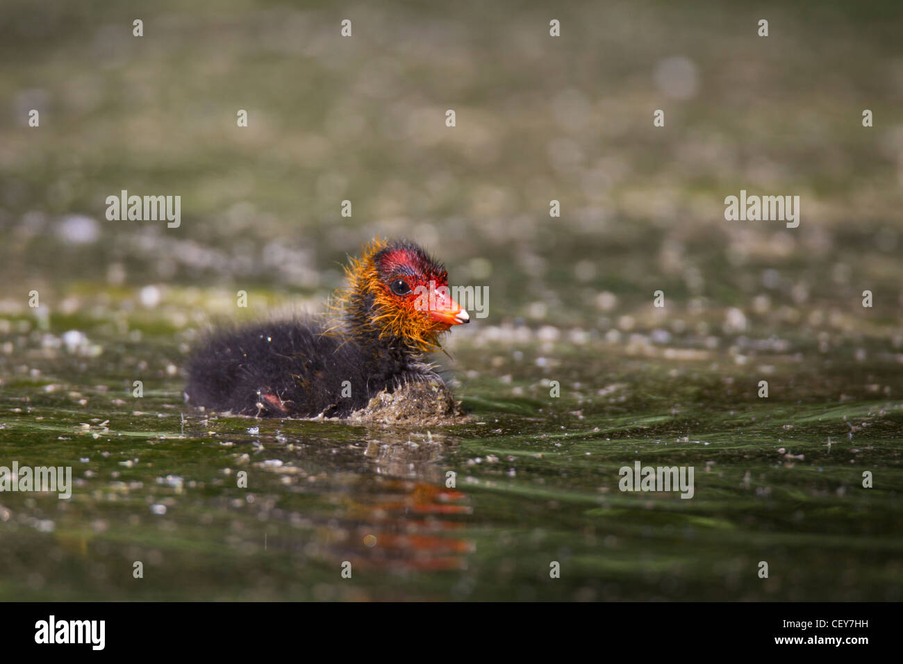 Blässe Blässhuhn eurasischen Blässhuhn Fulica Atra Wasser Stockfoto