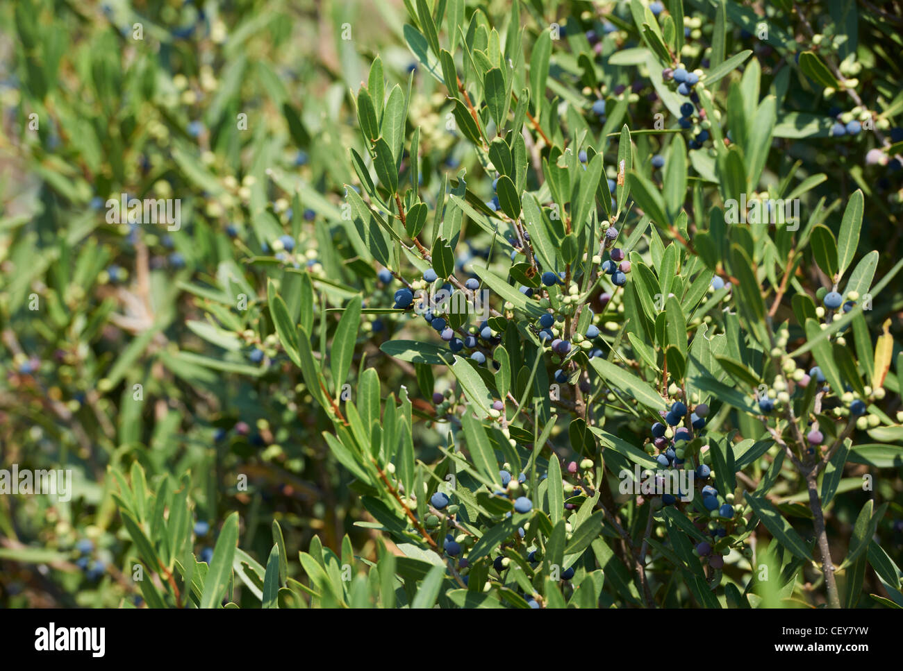 Wild Olive genannt Ölweiden in Südfrankreich Stockfoto