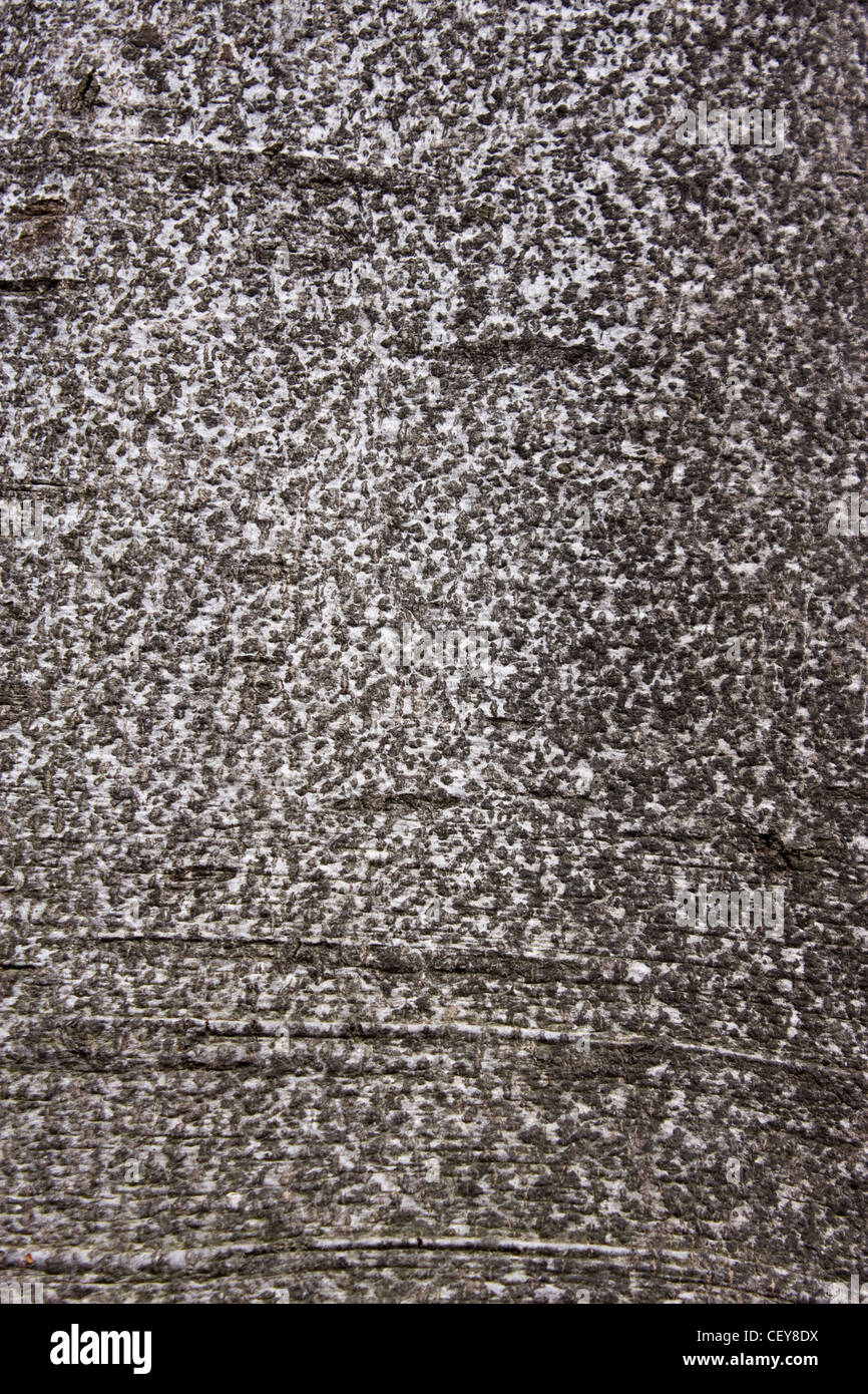 Rinde eines Baumes Stockfoto