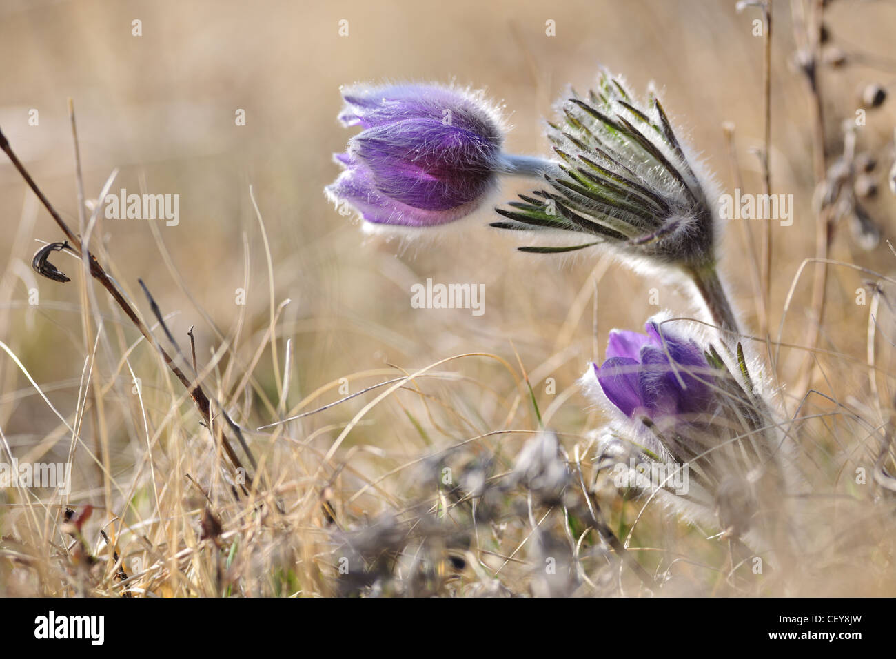 Alpine Anemone blüht im frühen Frühling Stockfoto