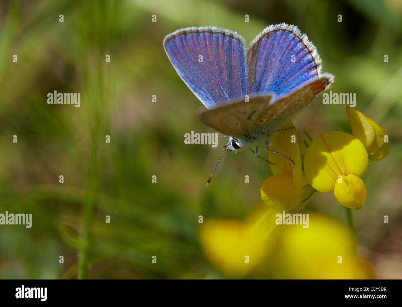 Nahaufnahme der einen blauen Schmetterling auf einer gelben Blume Stockfoto