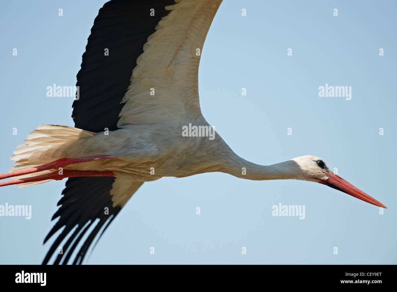 Fliegender Storch in der Sky-Nahaufnahme Stockfoto