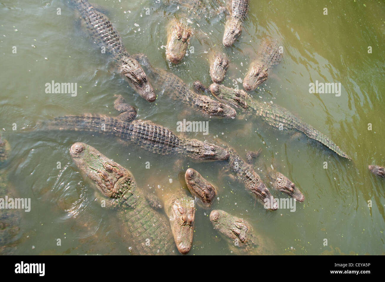 Eine Gruppe oder Gemeinde von großen erwachsenen Alligatoren schwimmen in einem Futterrausch in einem Zoo Teich in der Nähe von Shreveport, im Norden Louisiana USA. Stockfoto
