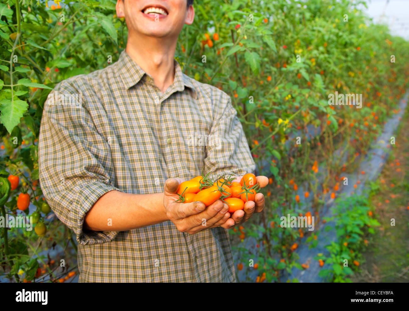 frische Tomaten in happy Farmer es hand Stockfoto