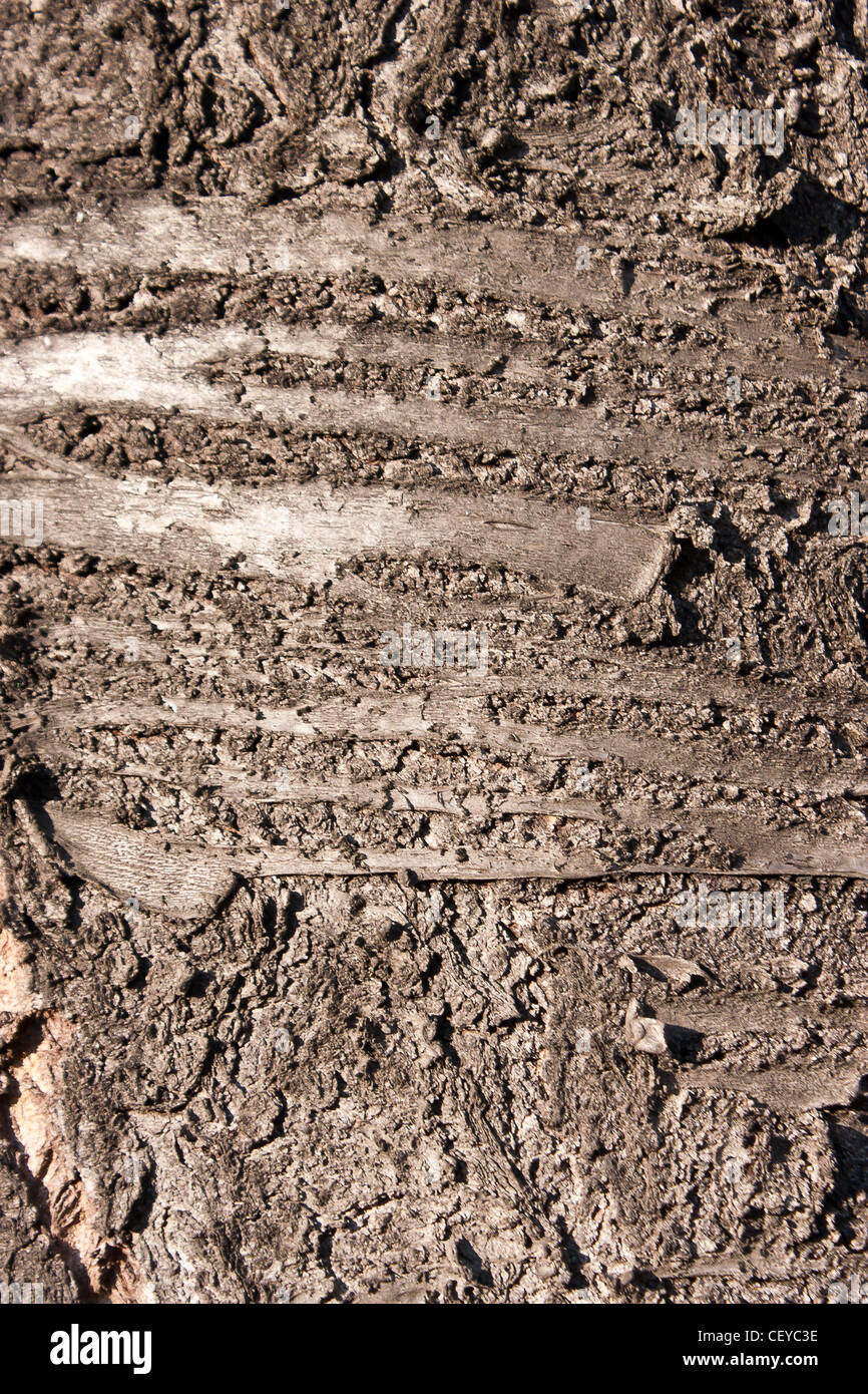 Rinde eines Baumes, Details sichtbar. Stockfoto
