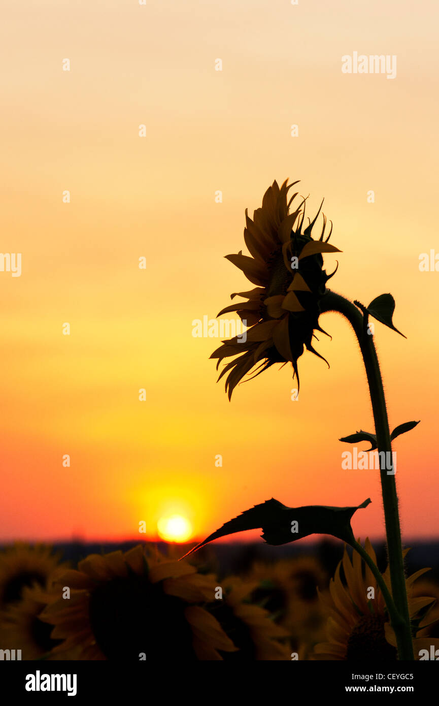 Anbau von Sonnenblumen in der indischen Landschaft bei Sonnenuntergang, Andhra Pradesh, Indien. Silhouette Stockfoto