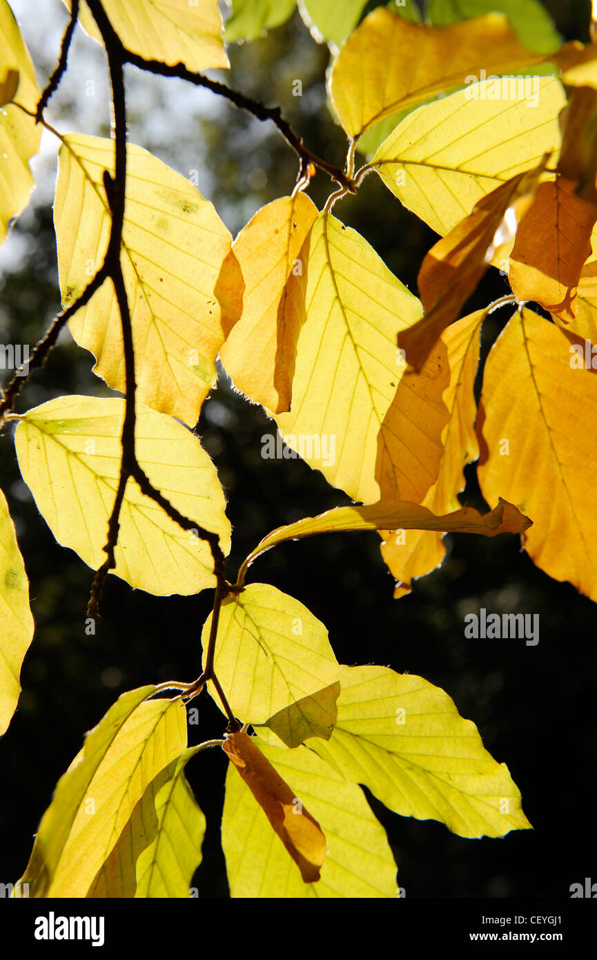 Löcher in blättern Fotos und Bildmaterial in hoher Auflösung Alamy