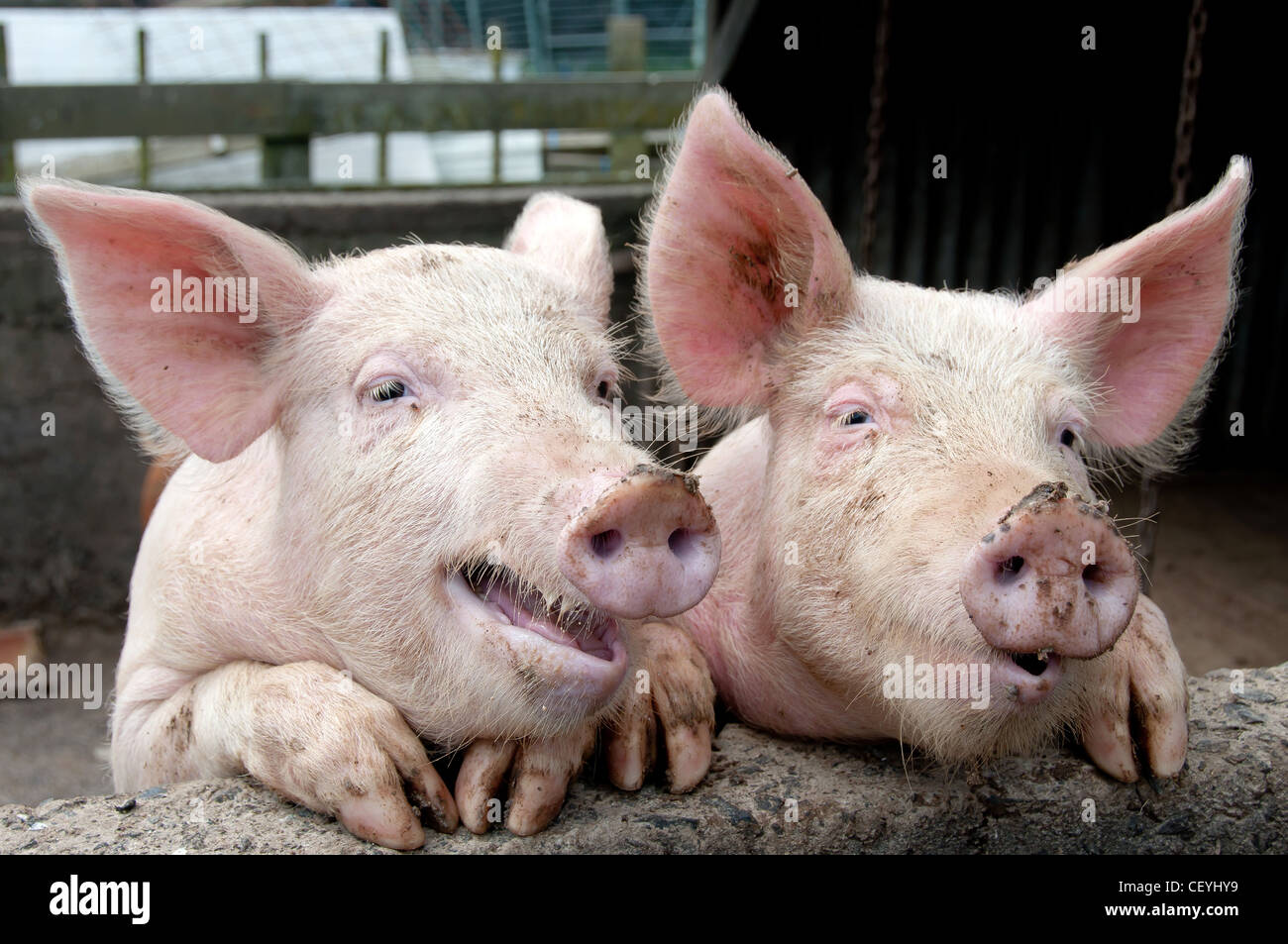 Lustige Schweine Die Kletterte Auf Seite Der Schweinestall Ein Gesprach Oder Ein Klatsch Uber Die Farm Zu Haben Stockfotografie Alamy
