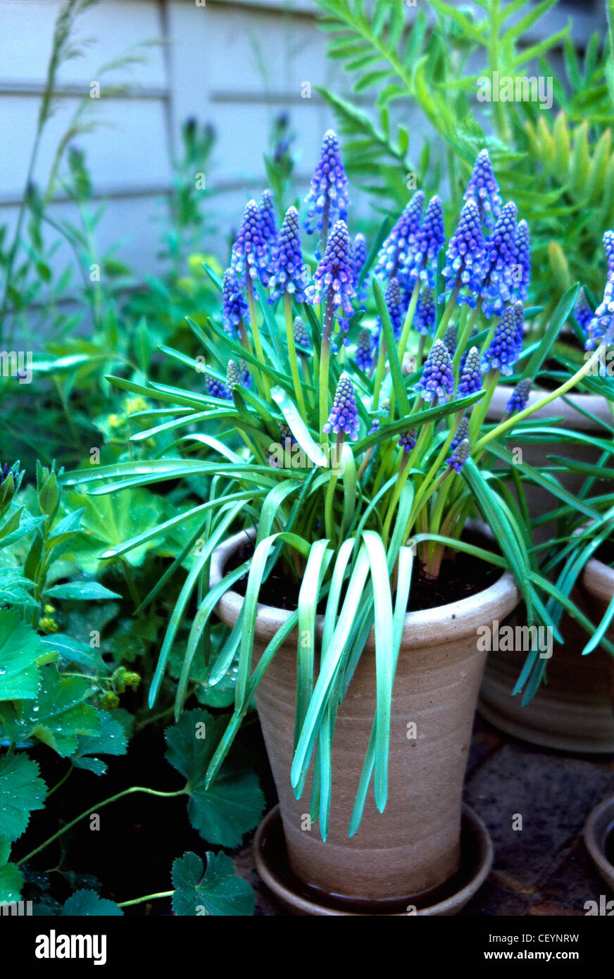 Kleine blaue blten pflanzen -Fotos und -Bildmaterial in hoher Auflsung   Alamy