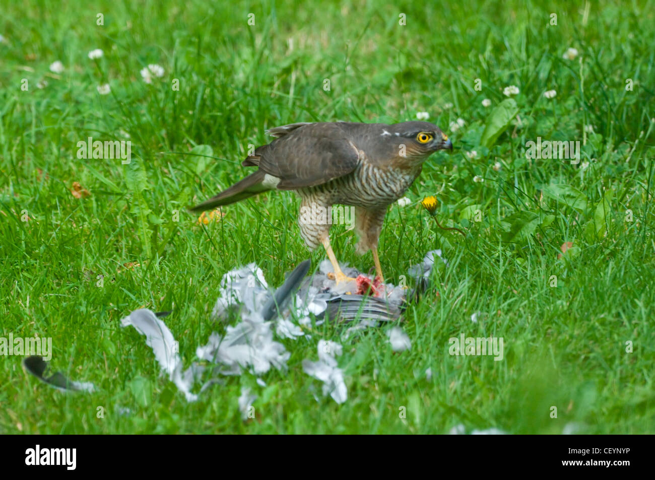 Sperber (Accipiter nisus) mit einer Taube in einen Garten, Hampshire, UK getötet Stockfoto