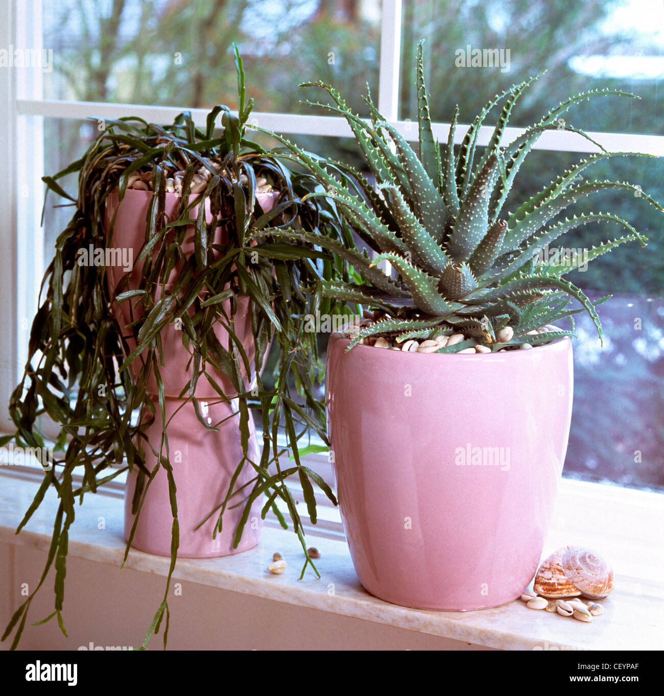 Kandelaber aloe pflanze -Fotos und -Bildmaterial in hoher Auflsung  Alamy