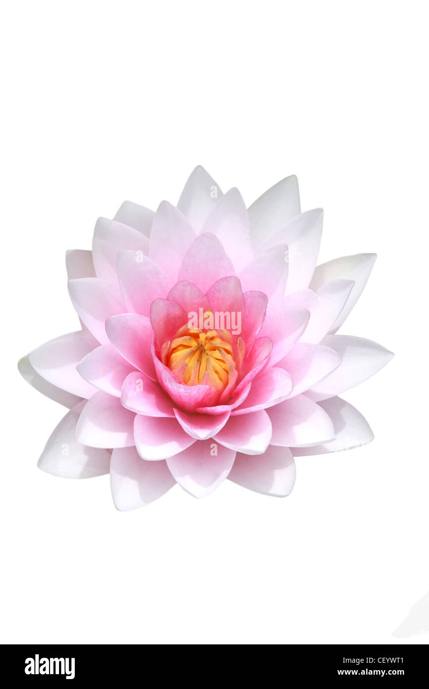 Seerose, lotus Stockfoto