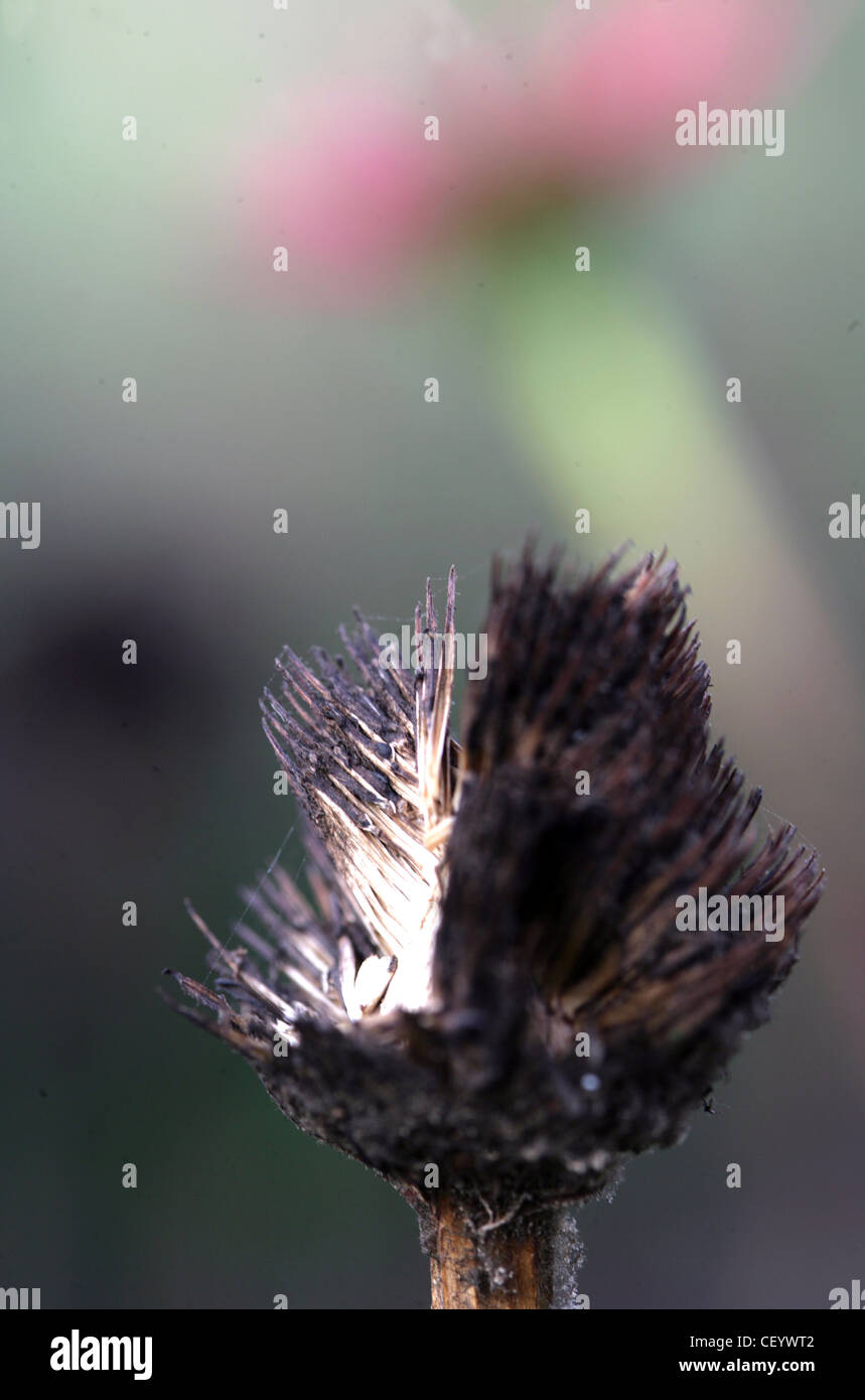Schaffung von Lebensräumen Saatgut Kopf von einem Echinacea Blume kommt Vögel Stockfoto