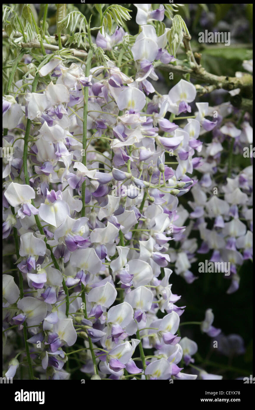 Ich Träume, ich suche meine Garten-Designed von Shao Fan, Chelsea Flower Show, dieser Garten ist inspiriert durch den Wunsch, stellen eine Stockfoto