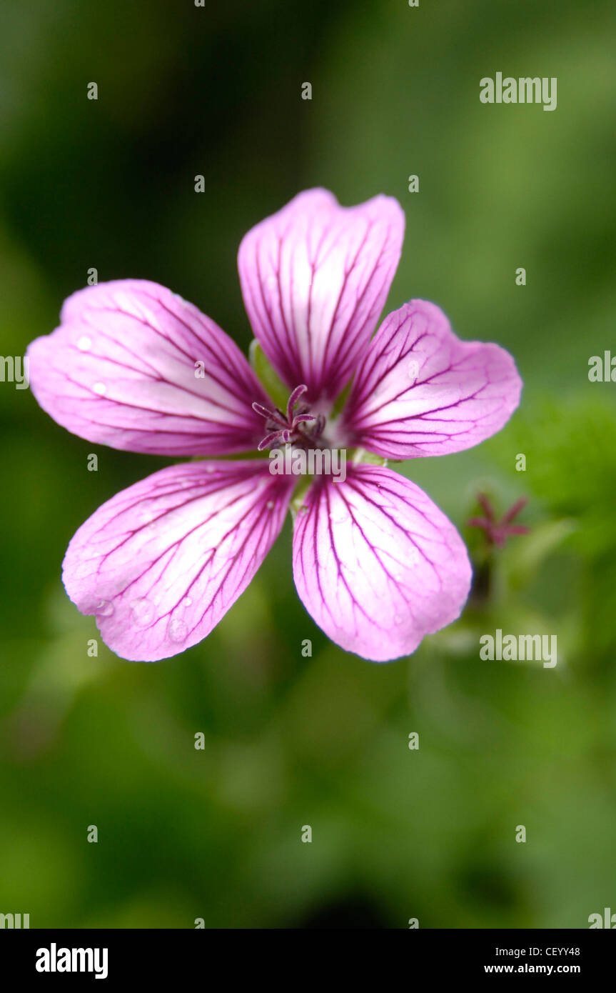 Moderne Viktorianischer Garten Detailbild lila Geranium (Sue Crug) Blume Stockfoto