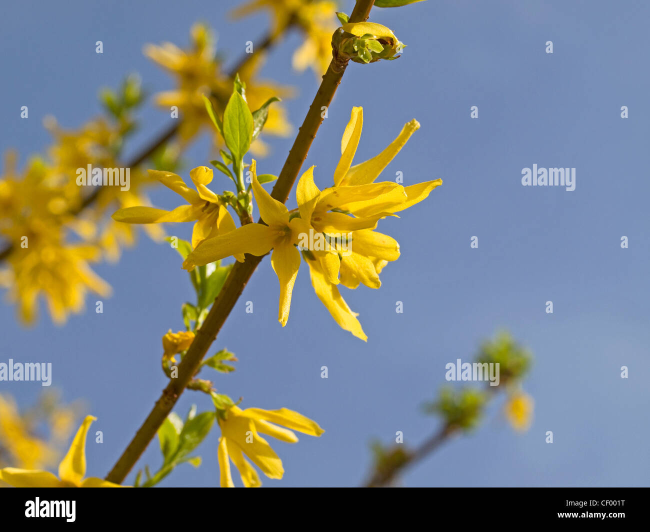 Forsythia blauer himmel Fotos und Bildmaterial in hoher Auflösung Alamy