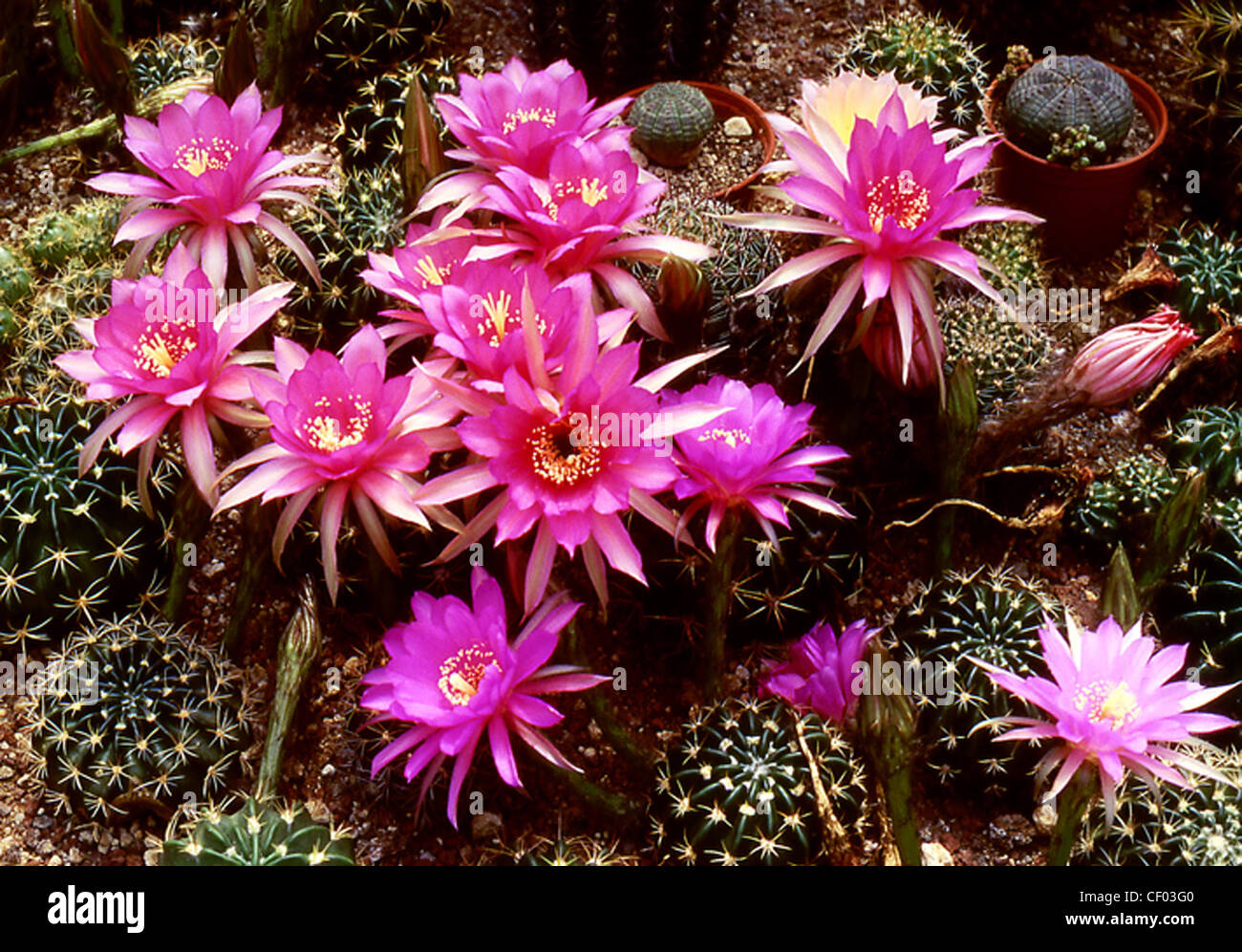 Kaktus mit rosa blten -Fotos und -Bildmaterial in hoher Auflsung  Alamy