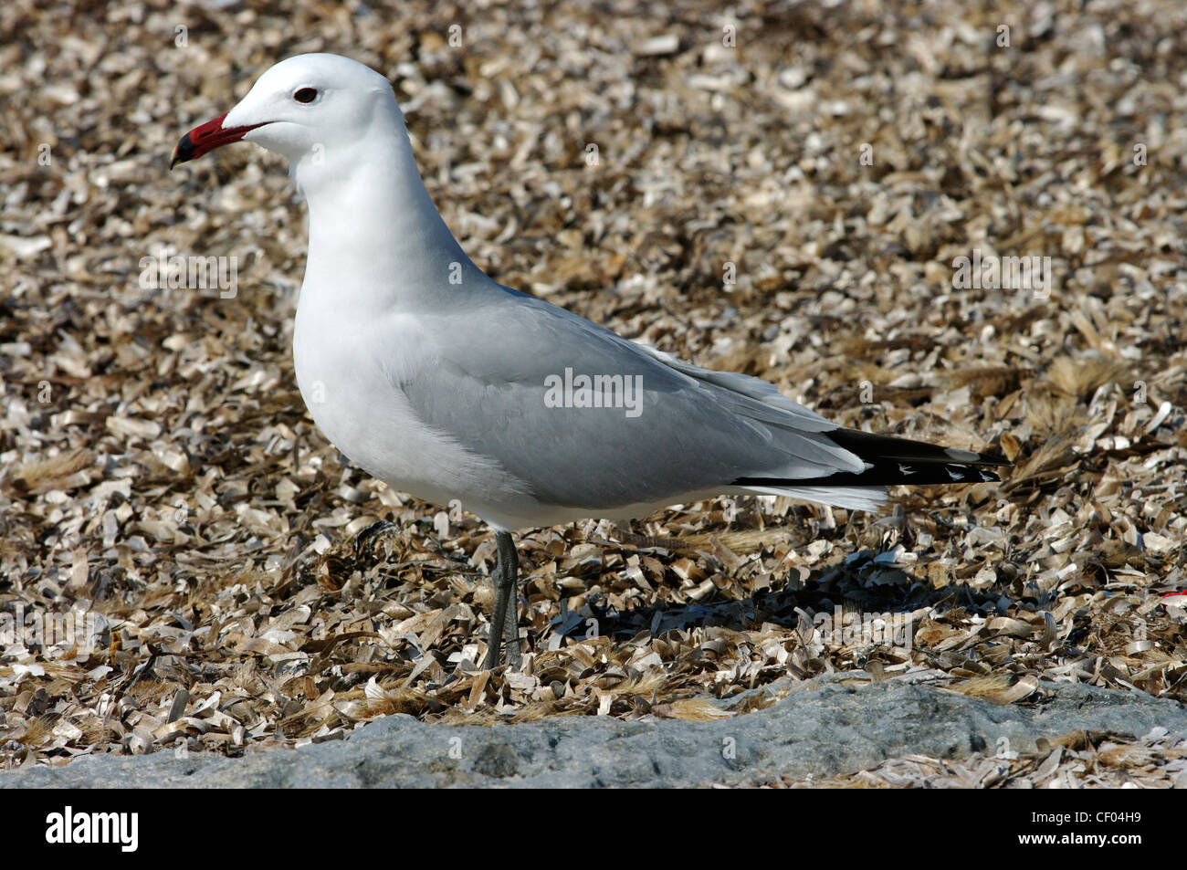 Audouin Möwe (Larus Audouinii), Ibiza, Balearen, Spanien Stockfoto