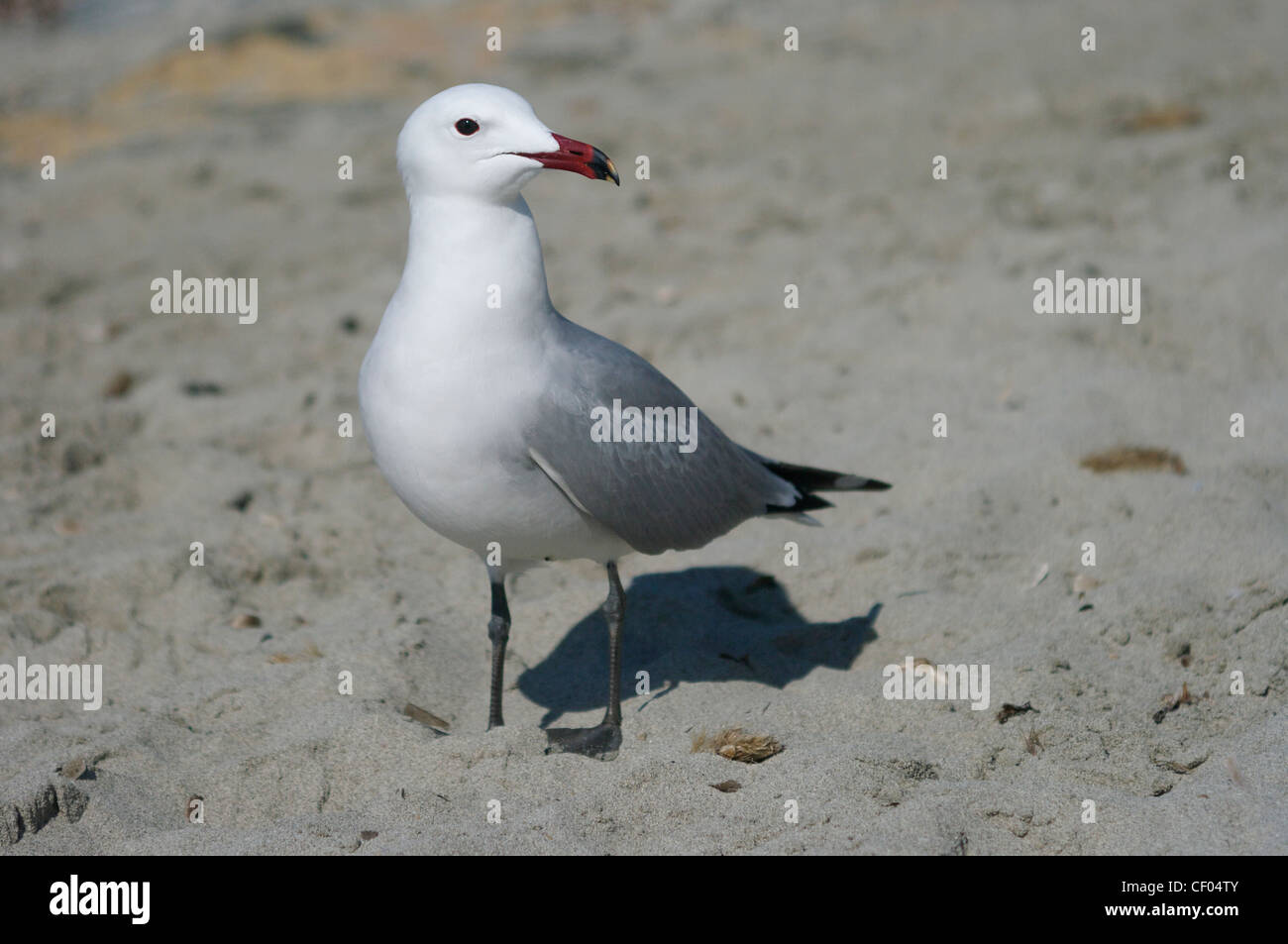 Audouin Möwe (Larus Audouinii), Ibiza, Balearen, Spanien Stockfoto