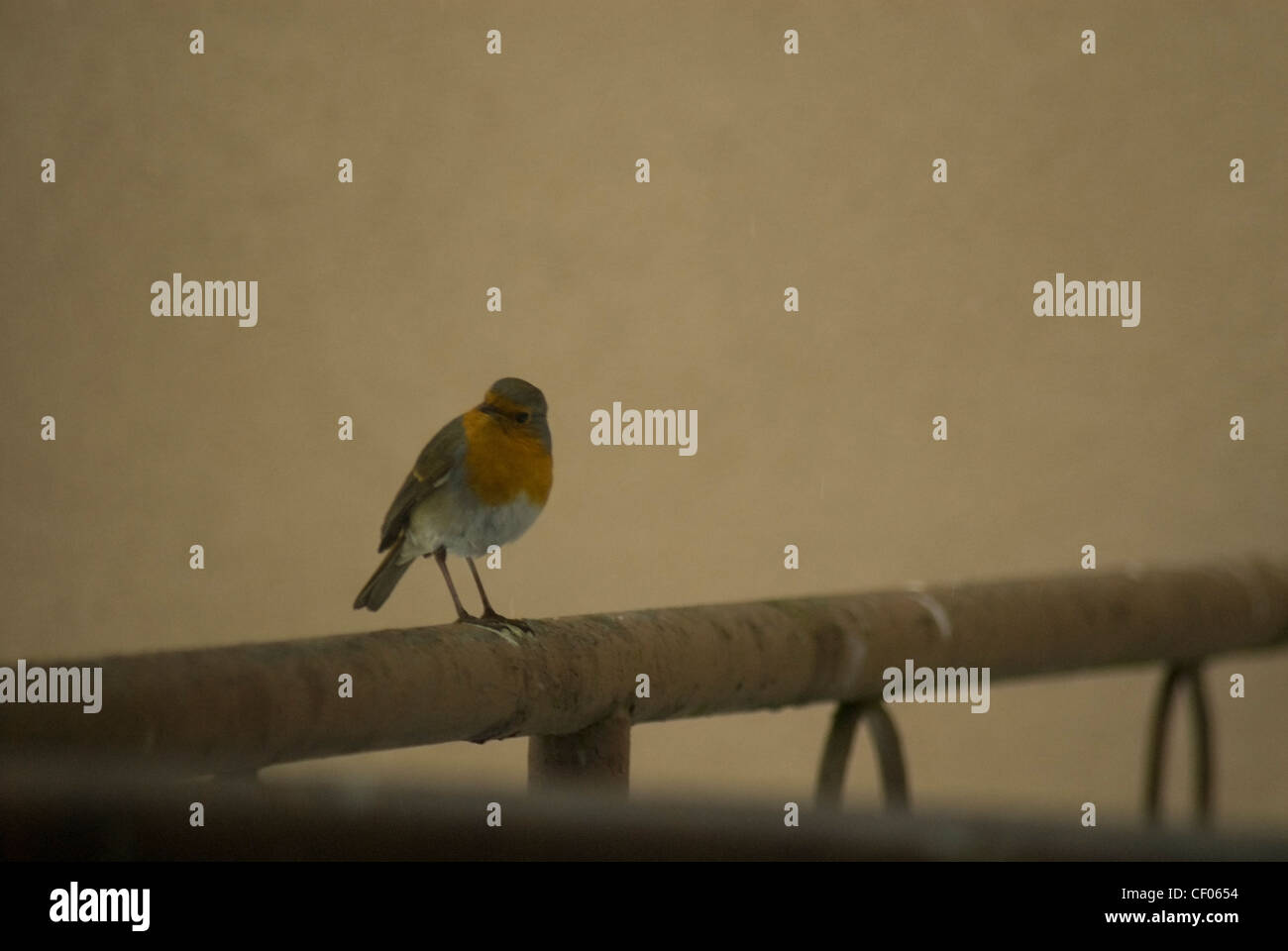 Robin Erithacus rubecula Stockfoto