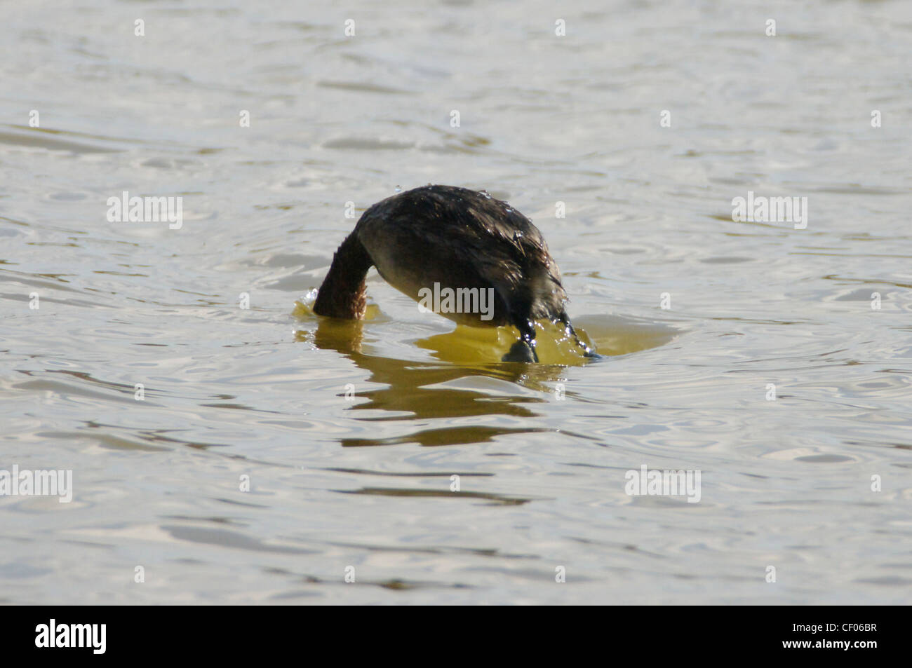 Wenig Grebe (Tachybaptus Ruficollis) (oder Dabchick) Tauchen für Lebensmittel Stockfoto