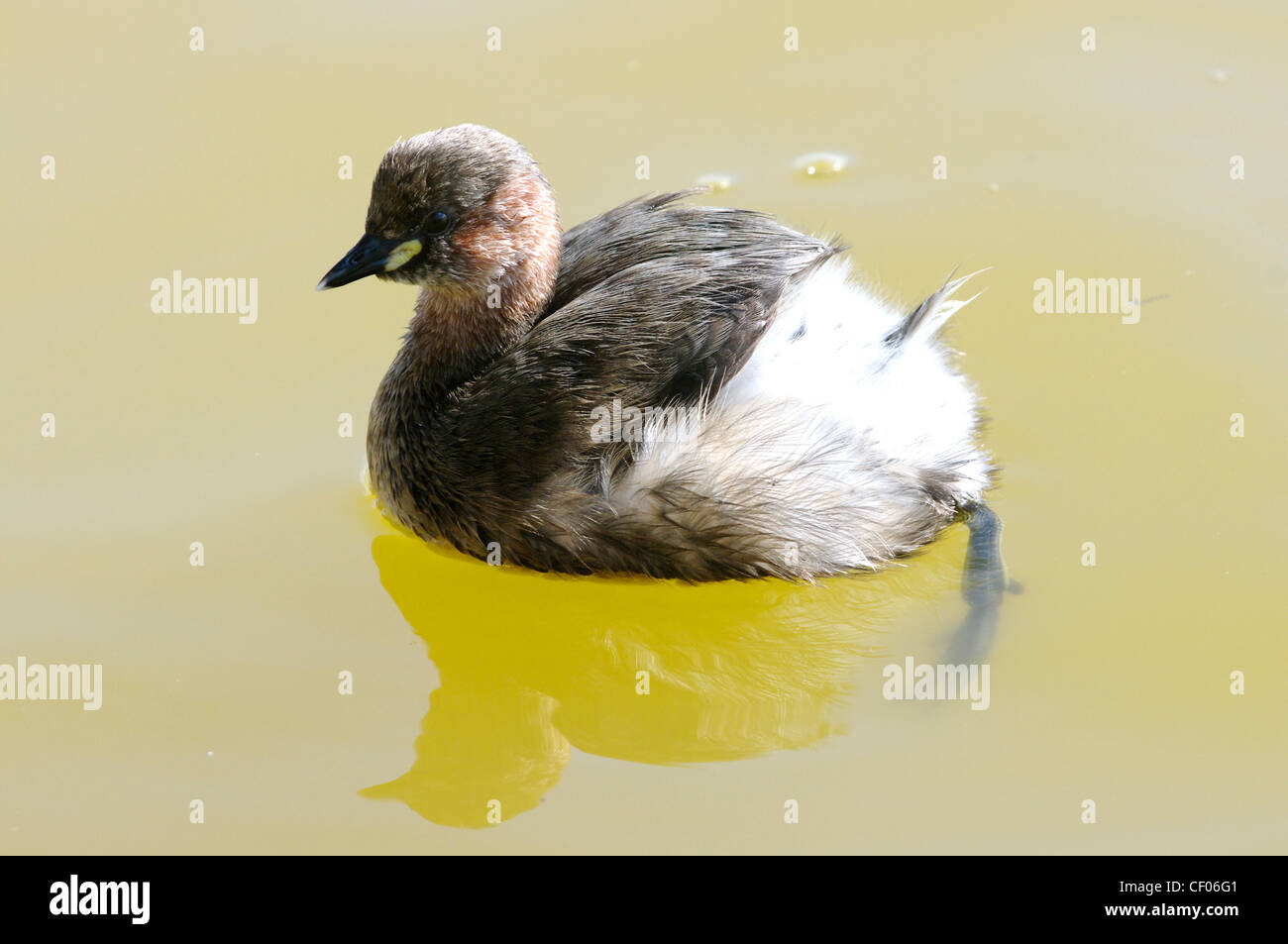 Wenig Grebe (Tachybaptus Ruficollis) (oder Dabchick) im frühen Frühjahr Gefieder Stockfoto