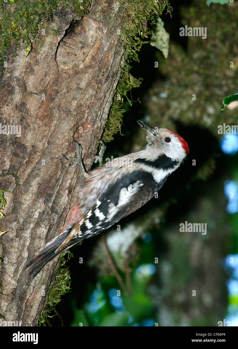 Mittleren Spotted Woodpecker (Dendrocopos Medius), Erwachsene am Nest, Abruzzen, Italien Stockfoto