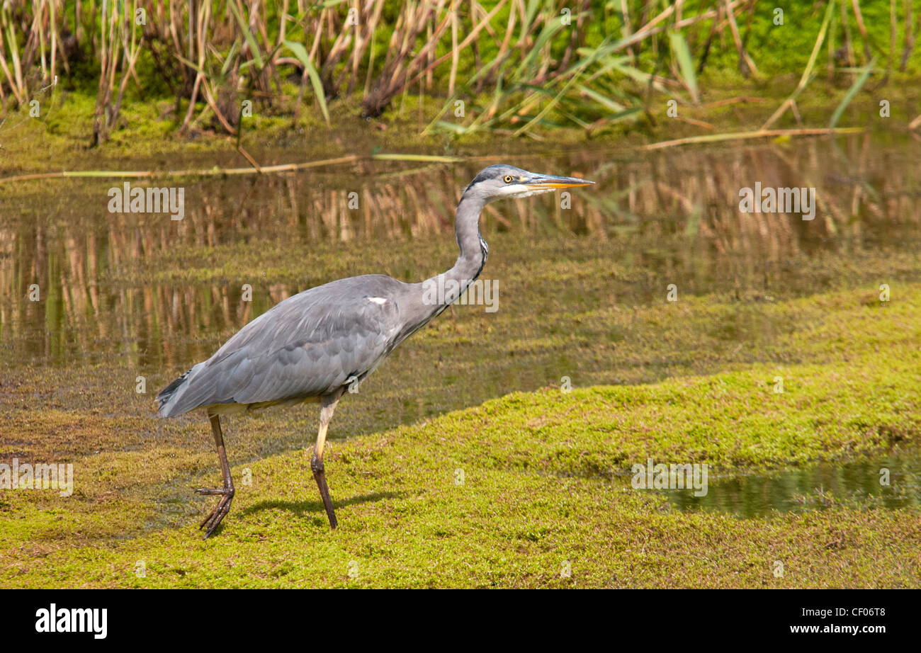 Graureiher zu Fuß am Rand eines Pools Stockfoto