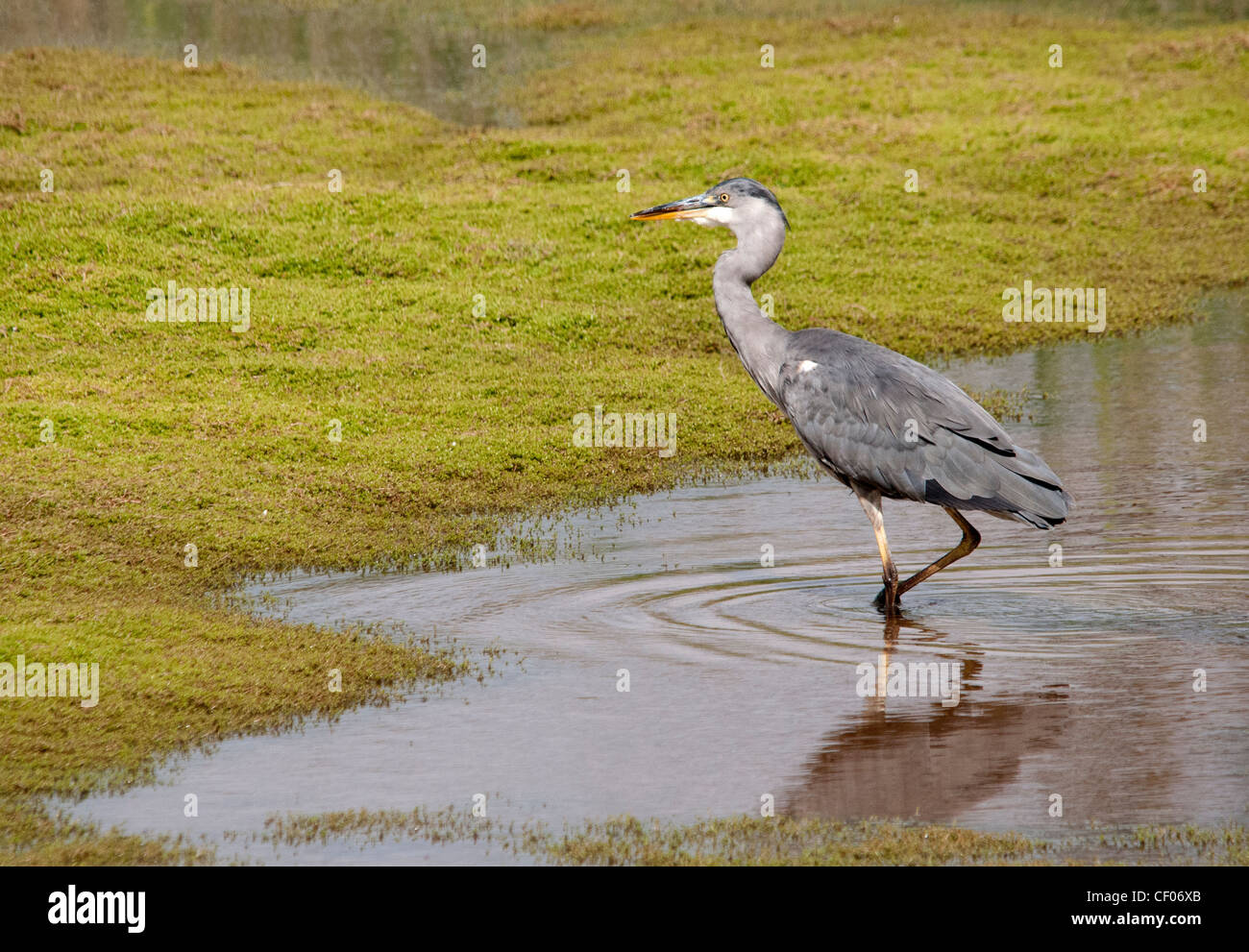 Graureiher waten am Rand eines Pools Stockfoto