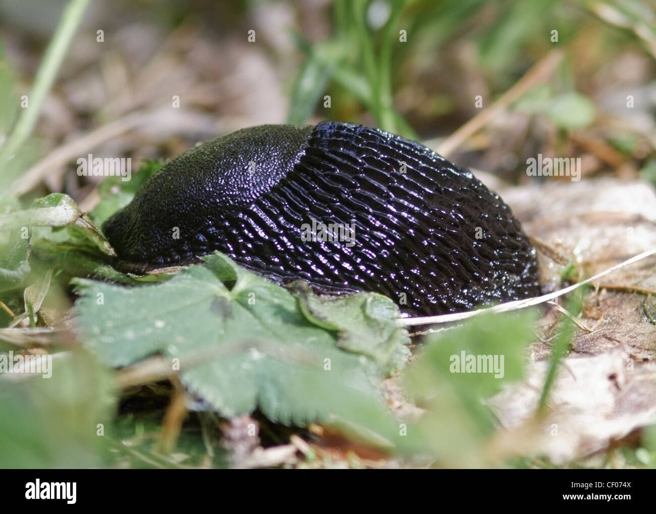 Europäische schwarze Schnecke (Arion Ater), auch bekannt als Black Slug, Black Arion oder große schwarze Schnecke Stockfoto