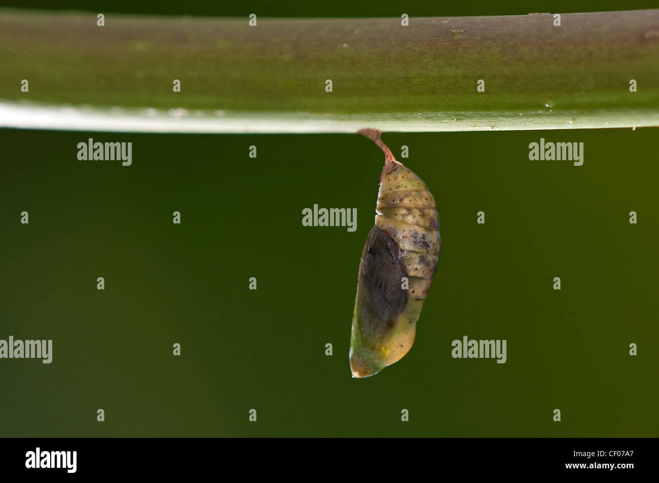 Eine Puppe rot Tagpfauenauge Stockfoto